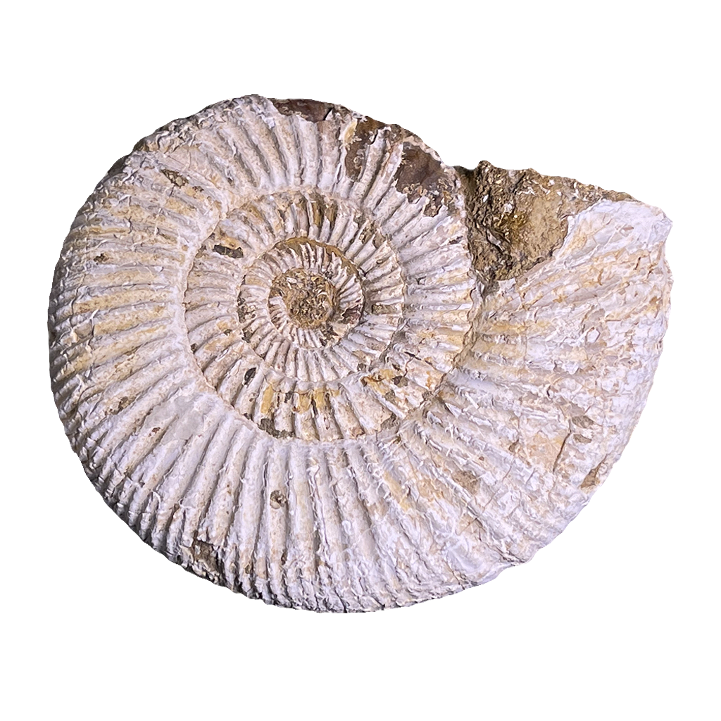 Jurassic Ammonite