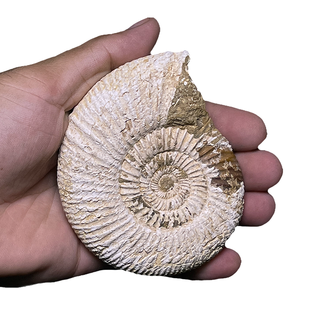 Jurassic Ammonite