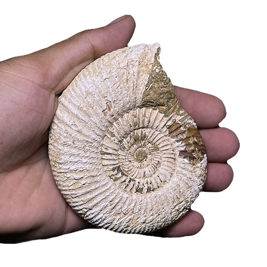 Jurassic Ammonite