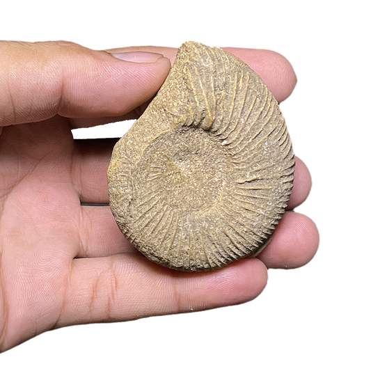 Jurassic Ammonite