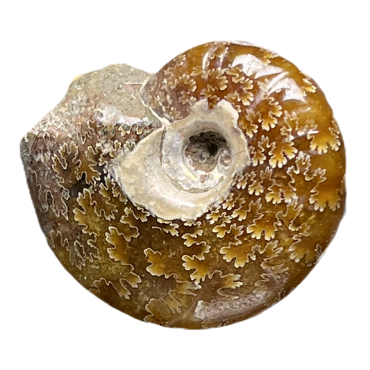 Ammonite (Cleoniceras)