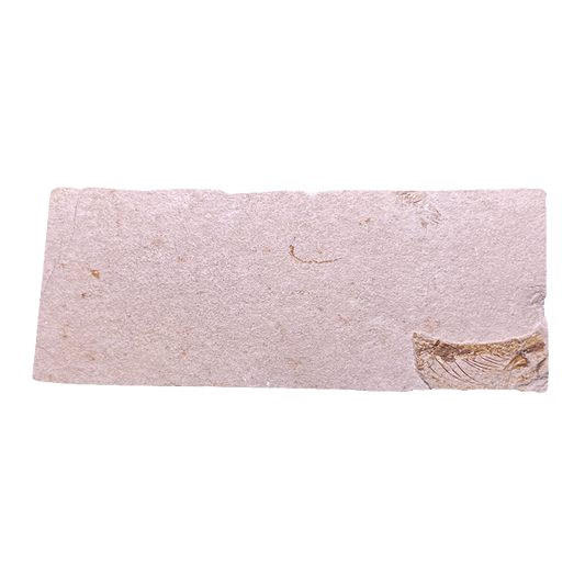 Fish Fossil