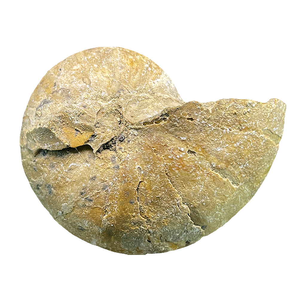 Ammonite (Cenoceras)