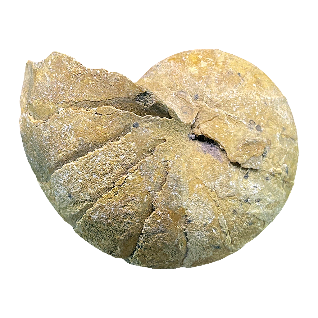 Ammonite (Cenoceras)