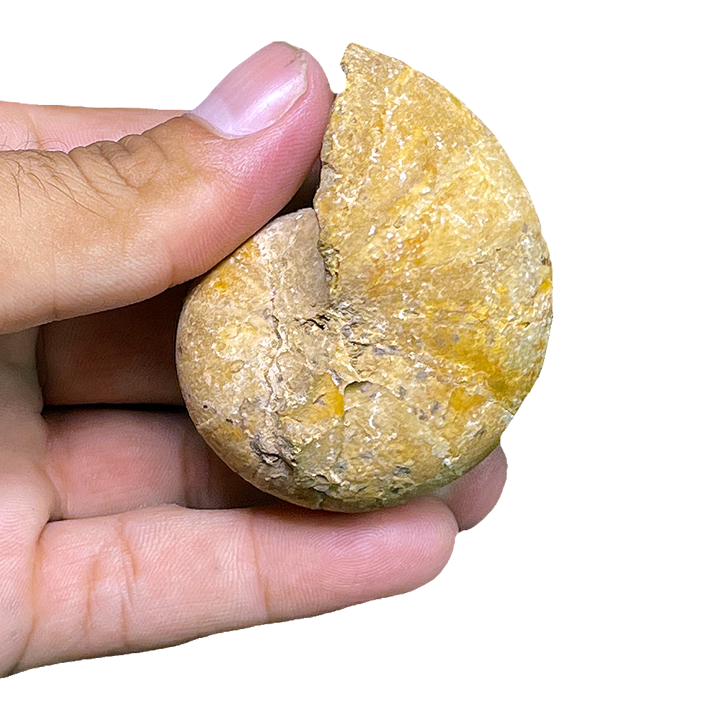 Ammonite (Cenoceras)