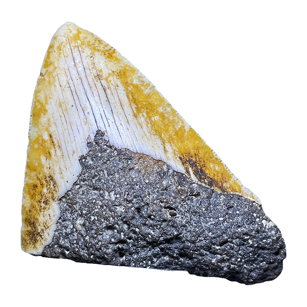 Megalodon Shark Tooth