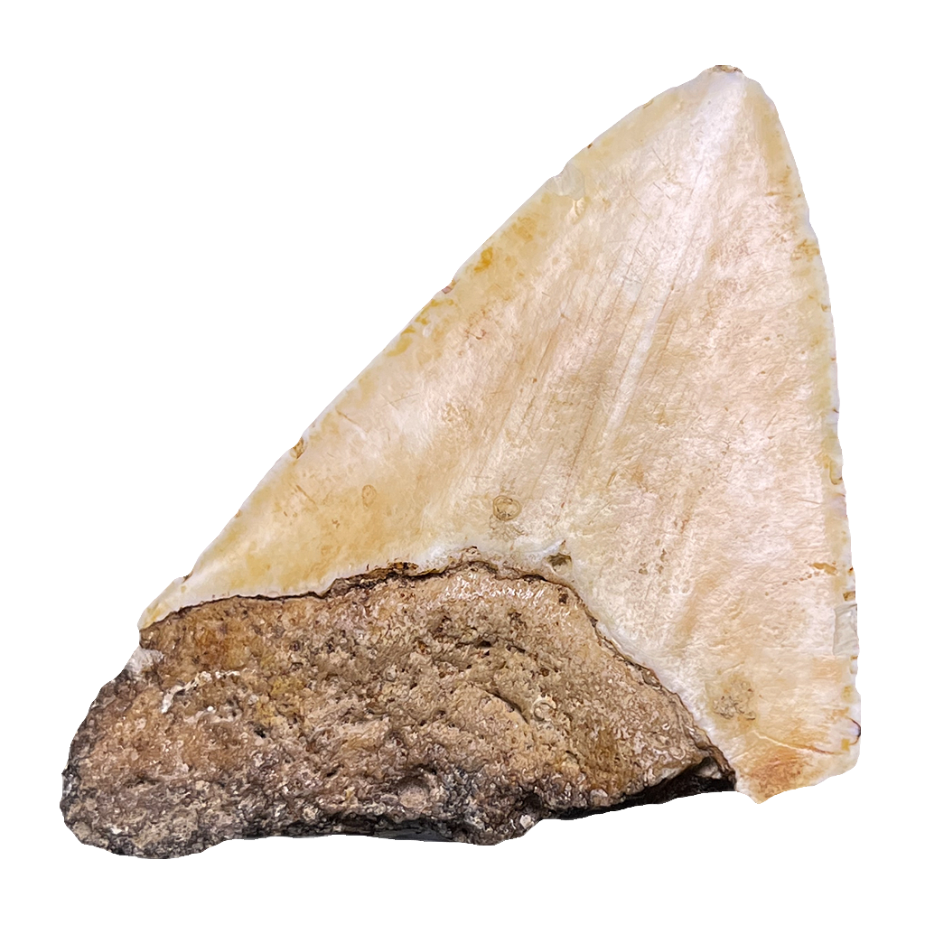 Megalodon Shark Tooth