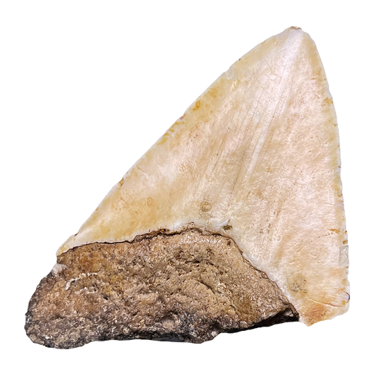 Megalodon Shark Tooth Fossil