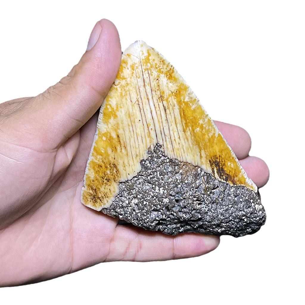 Megalodon Shark Tooth