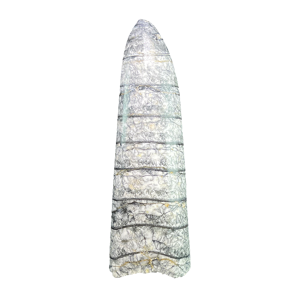 Orthoceras Fossil