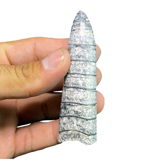Orthoceras Fossil