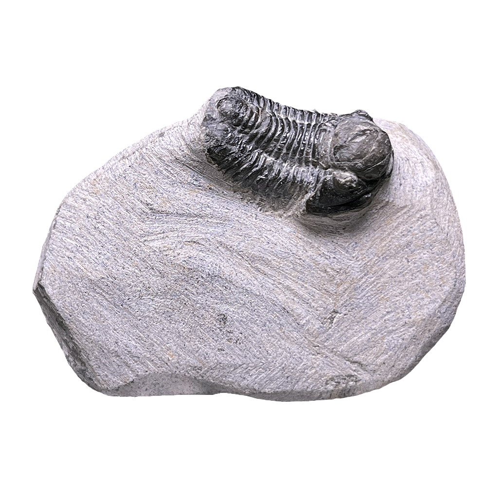 Baby Trilobite