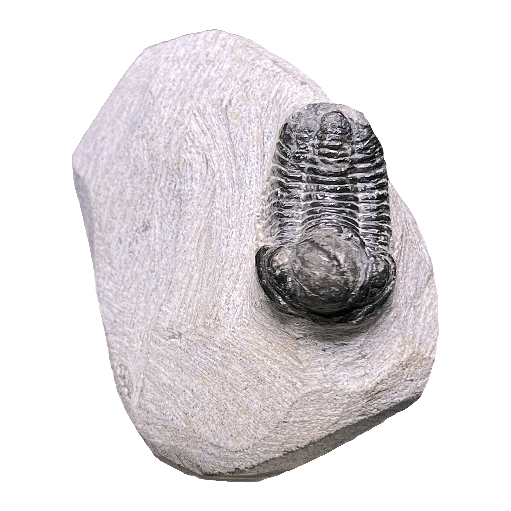Baby Trilobite