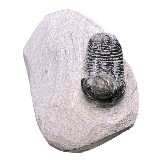 Baby Trilobite
