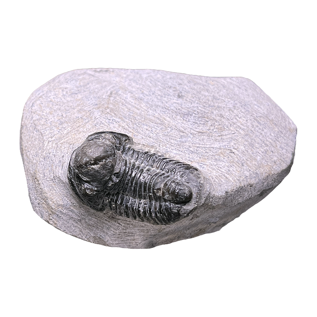 Baby Trilobite