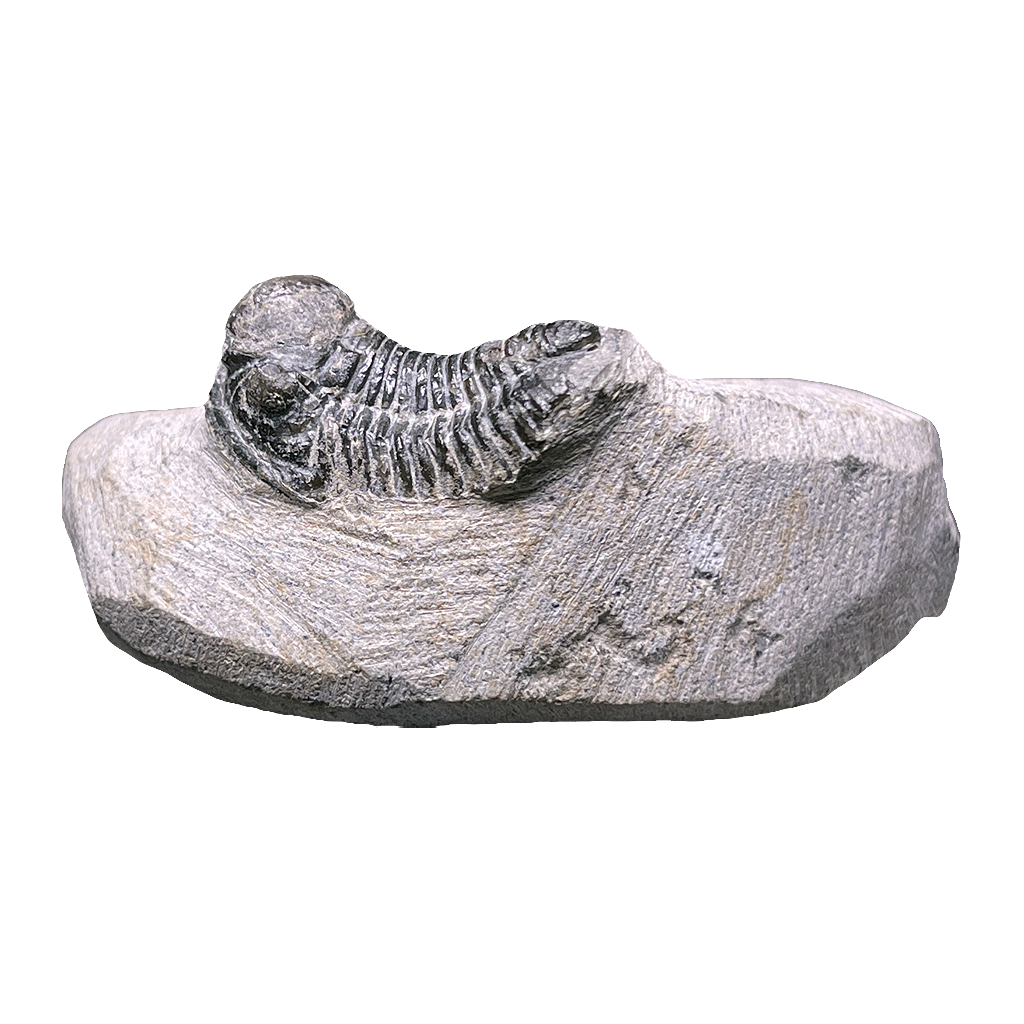 Baby Trilobite
