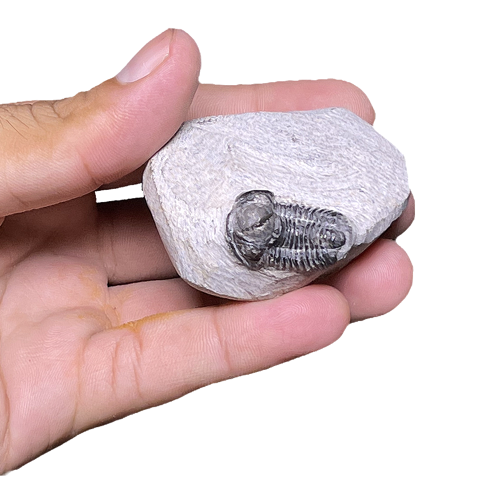 Baby Trilobite