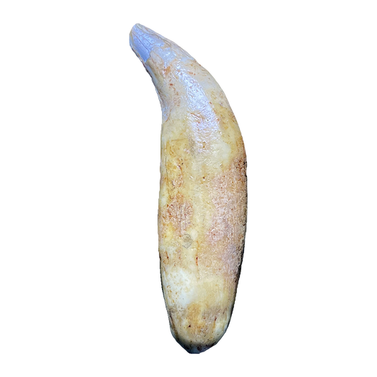 Cave Bear Tooth Fossil