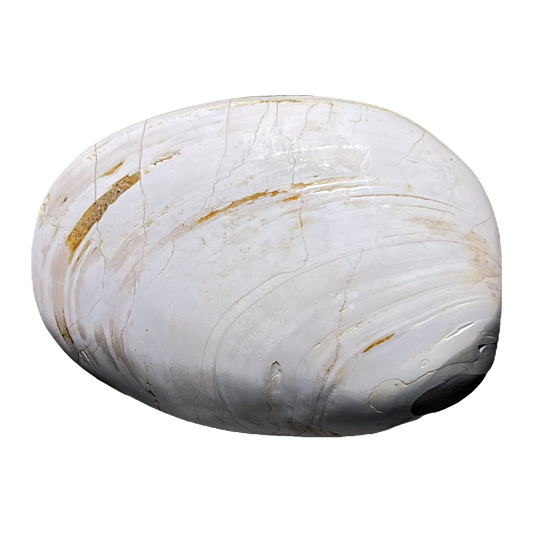 Bivalve Shell