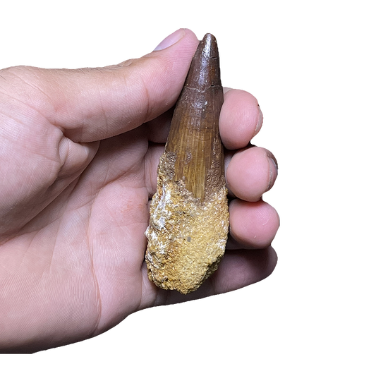Spinosaurus Dinosaur Tooth