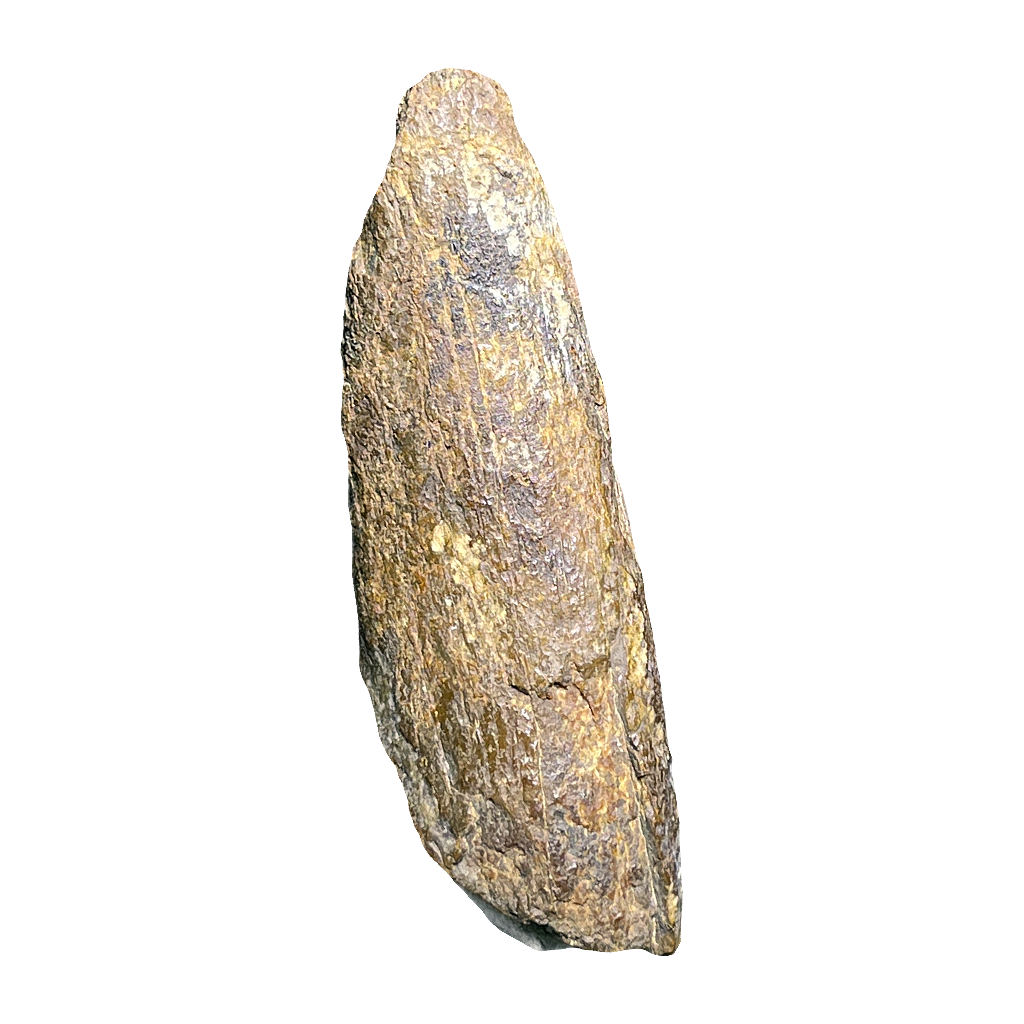T-Rex (Tyrannosaurus) Tooth