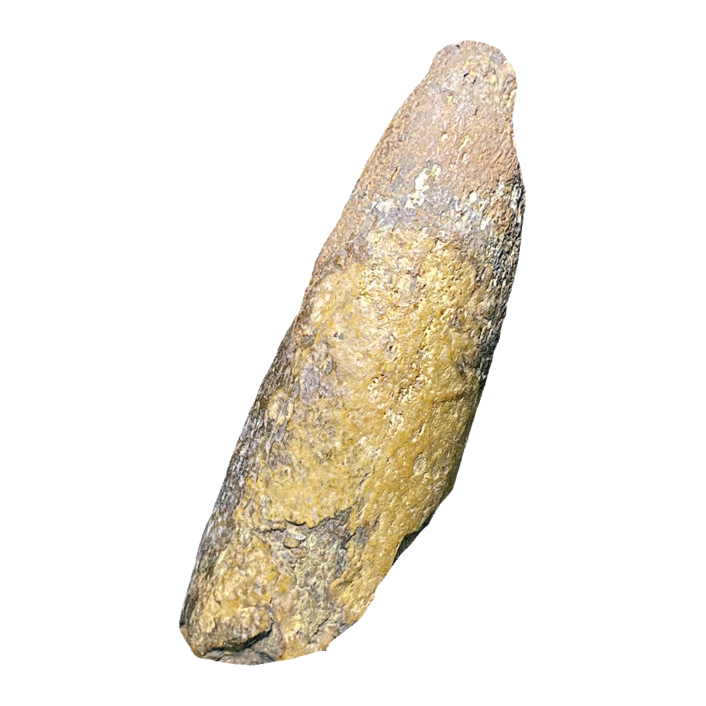 T-Rex (Tyrannosaurus) Tooth