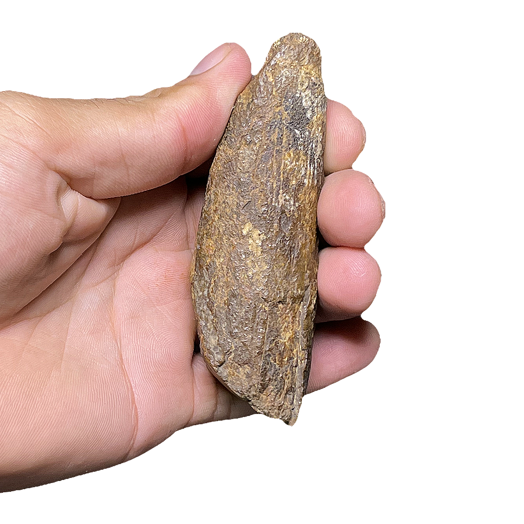 T-Rex (Tyrannosaurus) Tooth