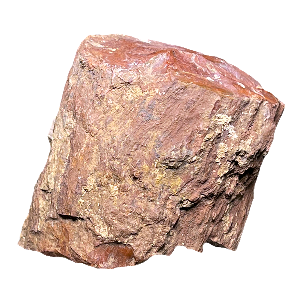 Fossilized Wood
