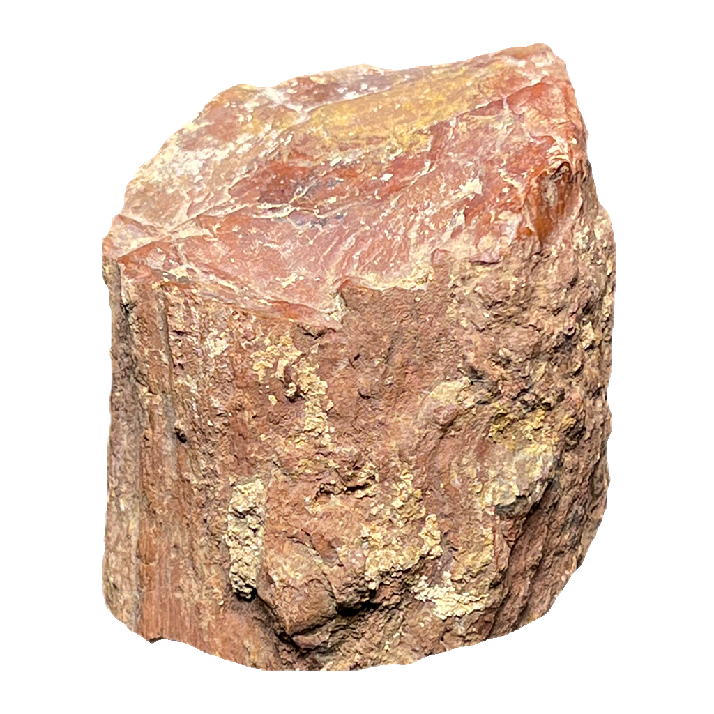 Fossilized Wood