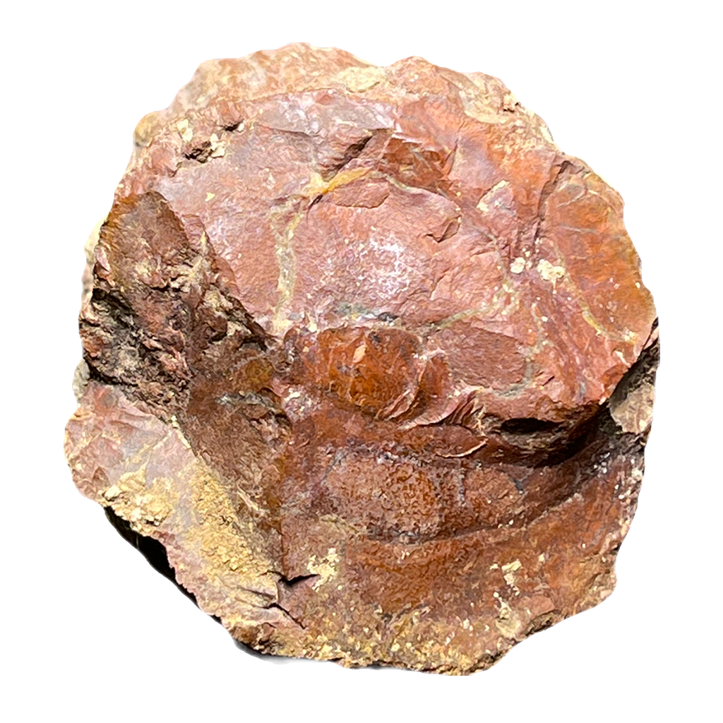 Fossilized Wood