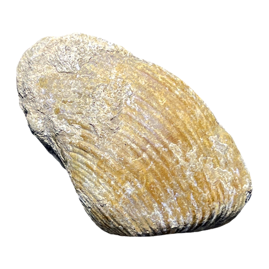 Bivalve Shell