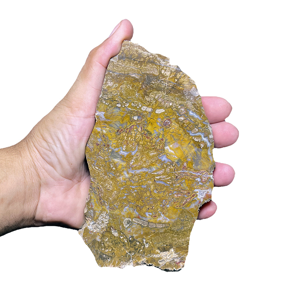 Petrified Wood Plate