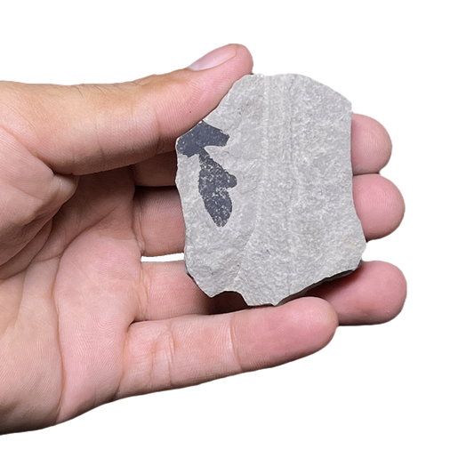 Leaf Fossil