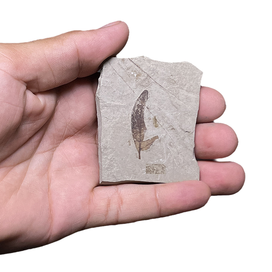 Leaf Fossil