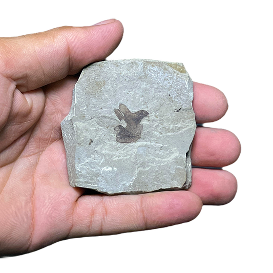 Leaf Fossil