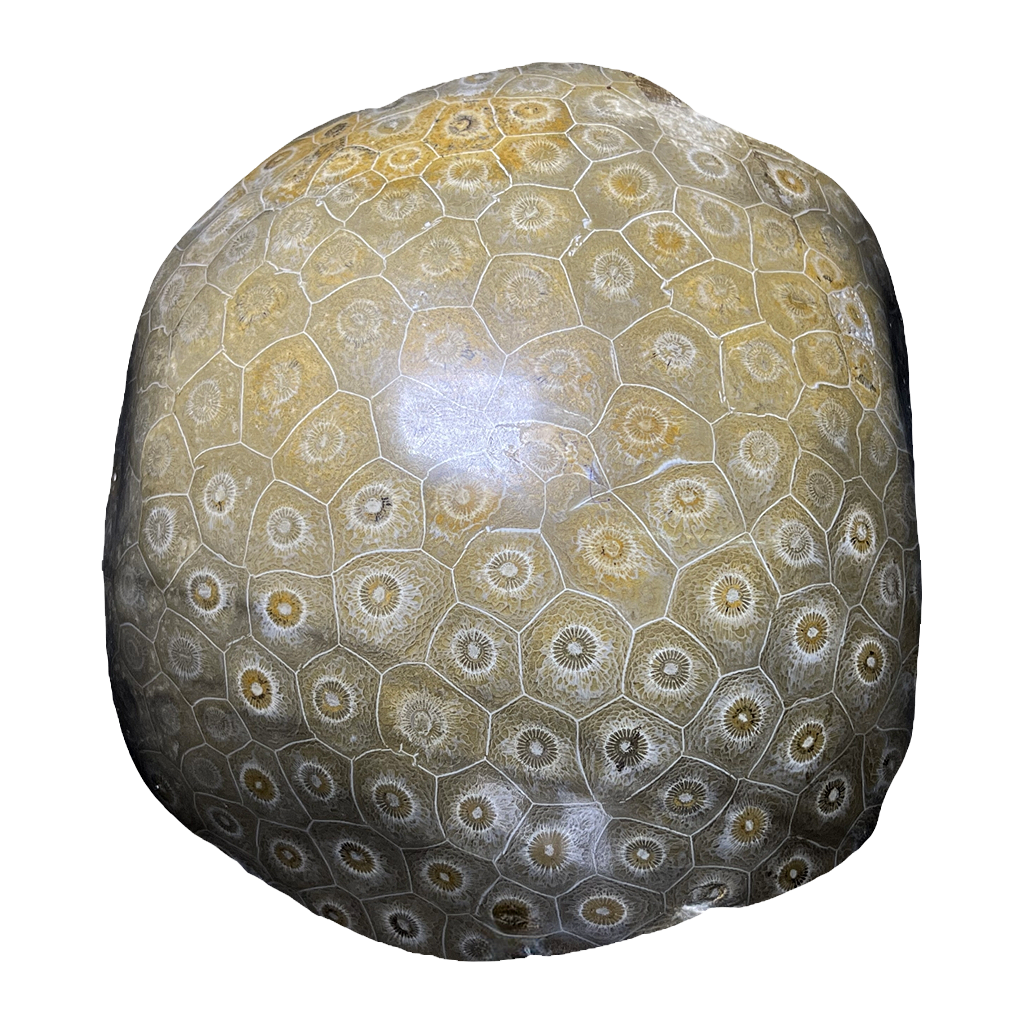 Coral Fossil
