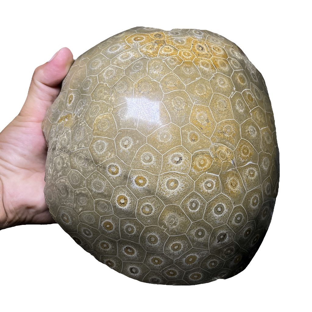 Coral Fossil