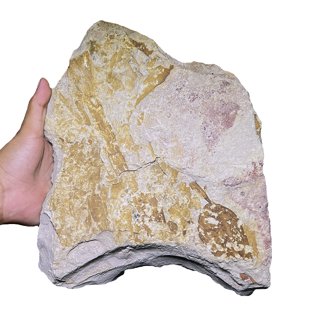 Glossopteris