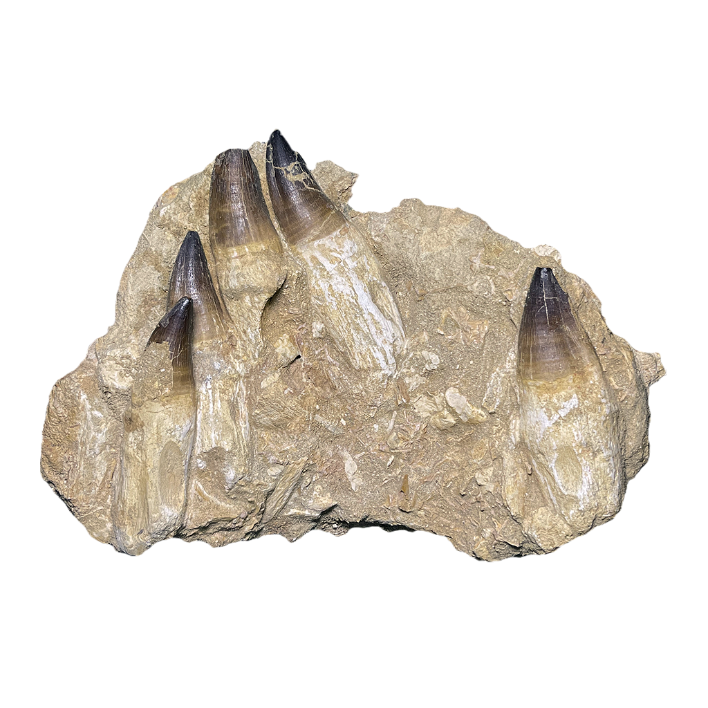 Mosasaurus Jaw