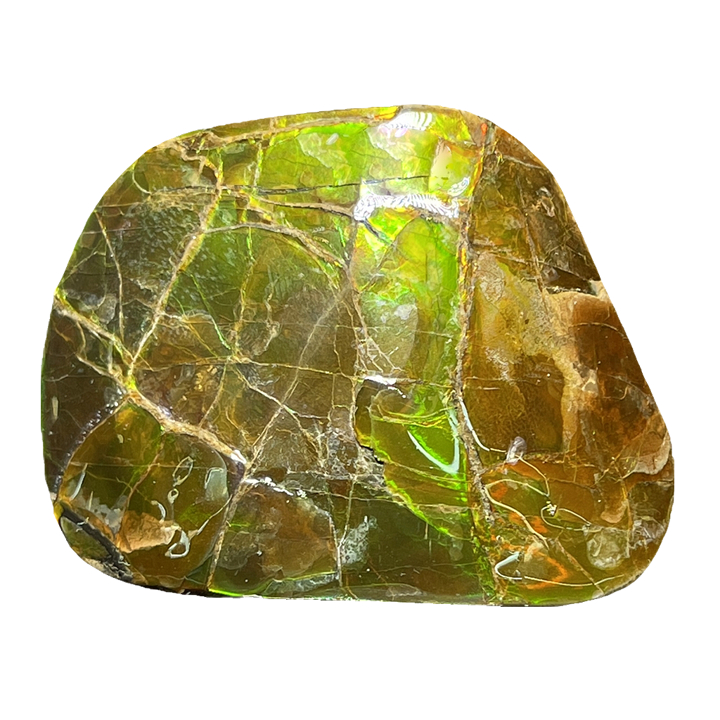 Ammolite