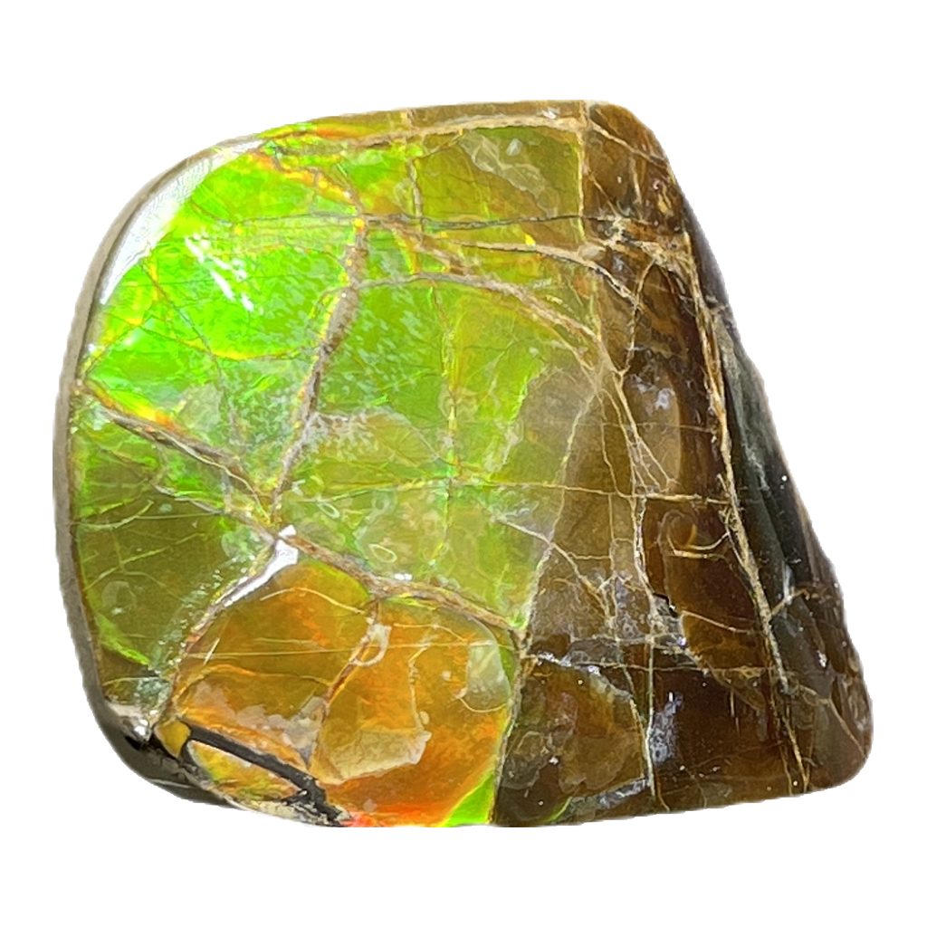 Ammolite