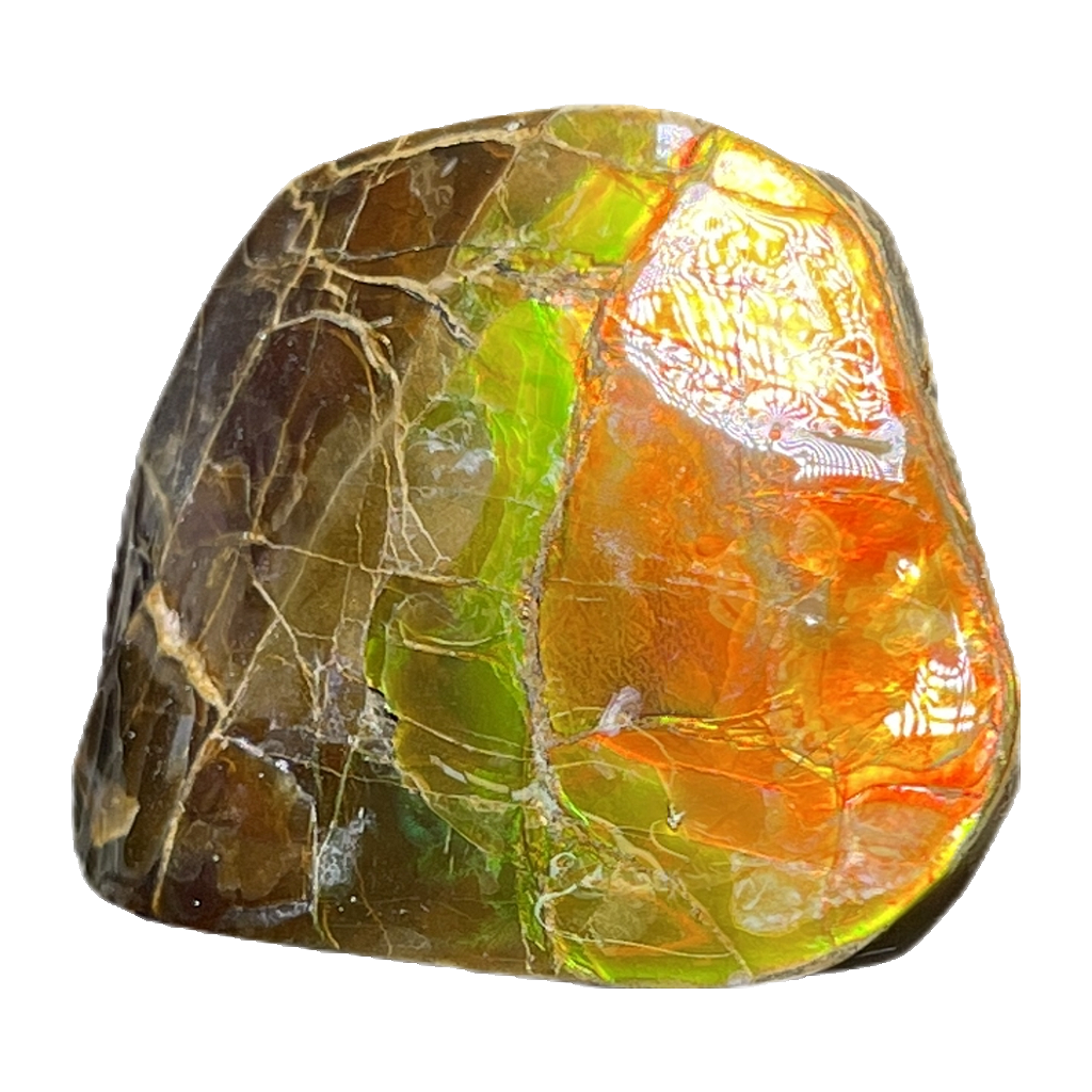 Ammolite