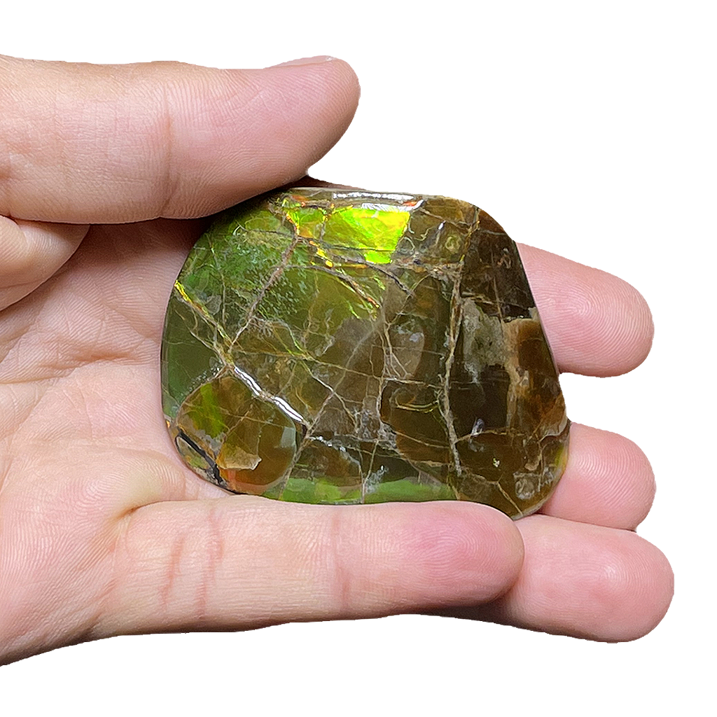Ammolite