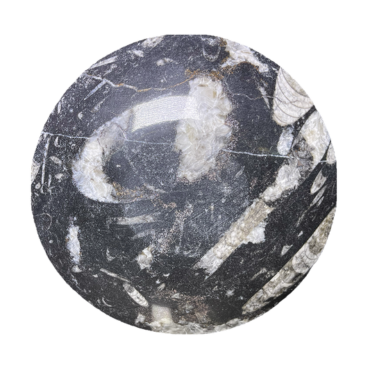 Fossilized Plate