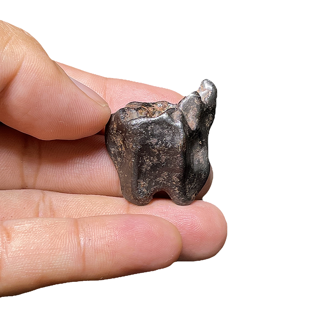 Shikote Iron Meteorite