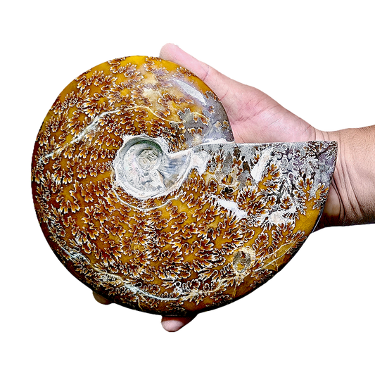 Ammonite (Cleoniceras)