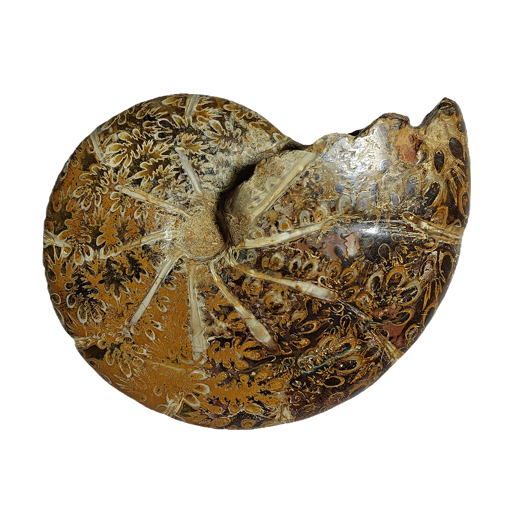 Ammonite (Cleoniceras)