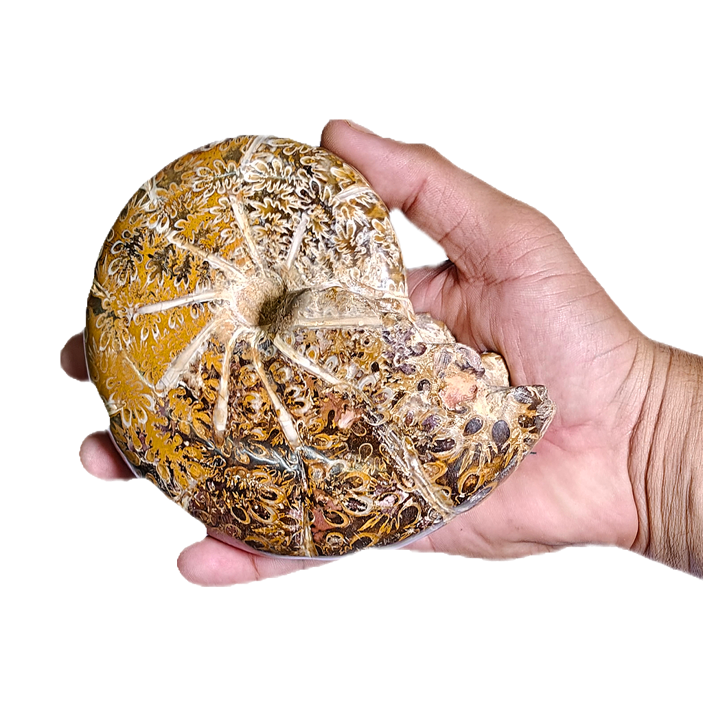 Ammonite (Cleoniceras)