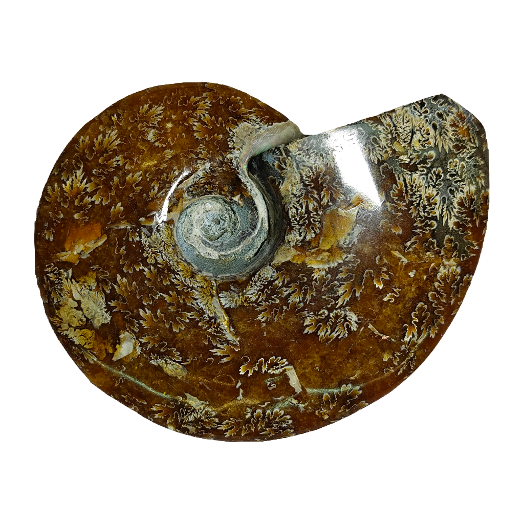 Ammonite (Cleoniceras)