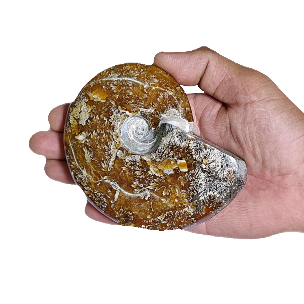 Ammonite (Cleoniceras)